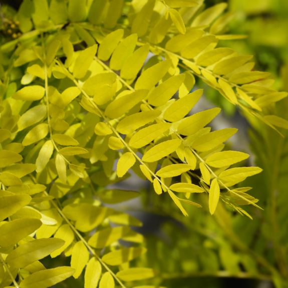 Ornamental Trees Melbourne Tall & Small Ornamental Trees